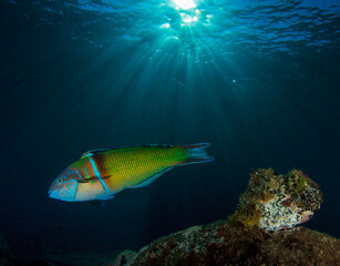 The ornate wrasse fish moves swiftly over reef.