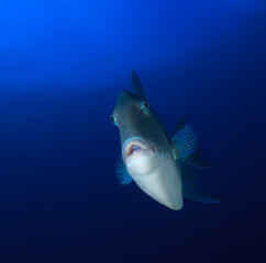 The triggerfish looks playfully at our camera.