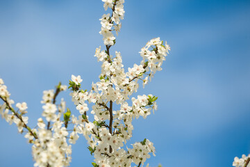 Beautiful blossoming tree branches against blue sky background, closeup