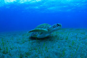 A turtle at the moment of propelling itself to the surface to catch air.