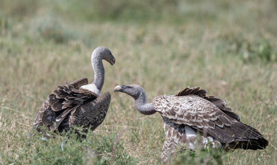 Vultures Feeding on Carrion
