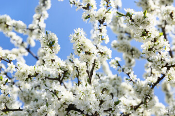 Beautiful blossoming tree branches outdoors