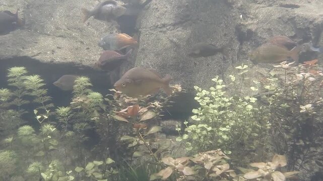Rainbowfish of Australia and New Guinea 2D