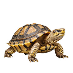 Fototapeta premium Big Turtle on Transparent Background on transparent background