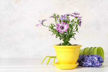 Pot with blooming plant and gardening tools on table against white background