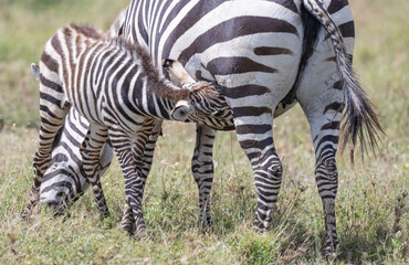 Zebras