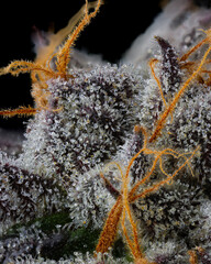 Trichomes