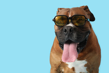 Cute boxer dog in sunglasses on blue background