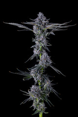 Full Cannabis Branch