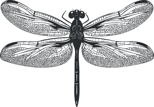 Detailed black and white illustration of a dragonfly with intricate wing patterns.