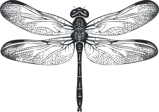 Detailed black and white illustration of a dragonfly with intricate wing patterns and symmetry.