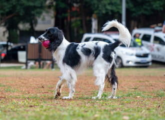 dog