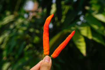 Red hot chili peppers in hand