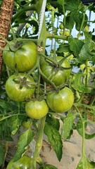 green tomatoes in the garden  tomato