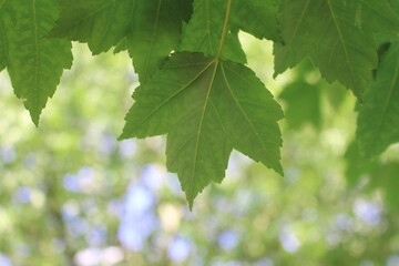 green maple leaf