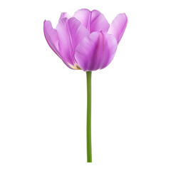 Naklejka premium Vibrant Pink Tulip Bloom Isolated