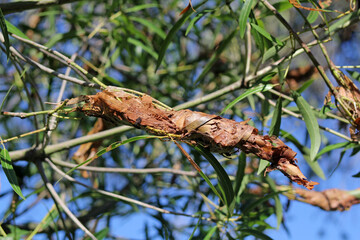 Insect nest cocoon made from dried leaves in a tree