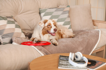 Cute Australian Shepherd dog with red frisbee lying on sofa at home