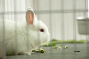 conejito, animal, conejito, aislada, mascota, mamífero, pascua, blando, blanco, mascota, pelaje,...