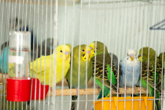 Colorful parrots and parakeets in cages &ndash; exotic birds for pet care and animal education themes"