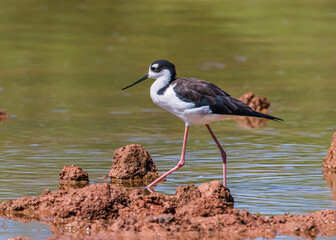 Closeup side profile of a Black-necked Stilt walking through the mudflats at Gilbert Water Ranch in Arizona with a green colored lake background.