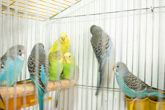 Colorful parrots and parakeets in cages &ndash; exotic birds for pet care and animal education themes"