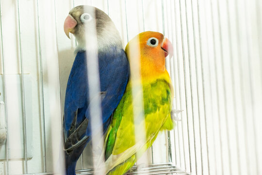 Colorful parrots and parakeets in cages &ndash; exotic birds for pet care and animal education themes"