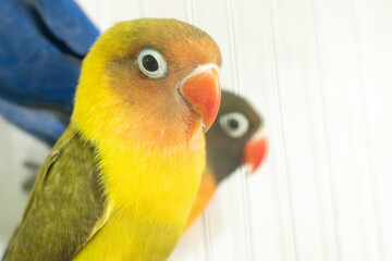 Colorful parrots and parakeets in cages – exotic birds for pet care and animal education themes