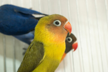 Colorful parrots and parakeets in cages – exotic birds for pet care and animal education themes