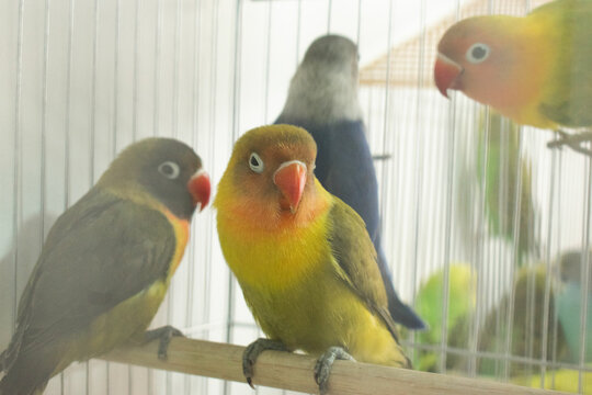 Colorful parrots and parakeets in cages &ndash; exotic birds for pet care and animal education themes"