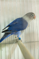 Colorful parrots and parakeets in cages – exotic birds for pet care and animal education themes