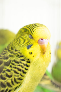 Colorful parrots and parakeets in cages &ndash; exotic birds for pet care and animal education themes"