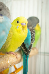 Colorful parrots and parakeets in cages – exotic birds for pet care and animal education themes