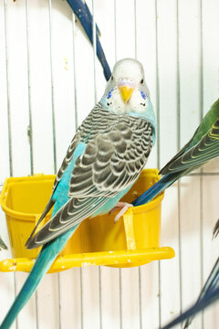 Colorful parrots and parakeets in cages &ndash; exotic birds for pet care and animal education themes"