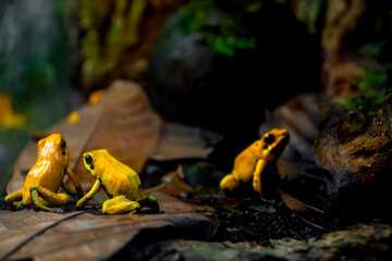 Three frogs are sitting on a leaf