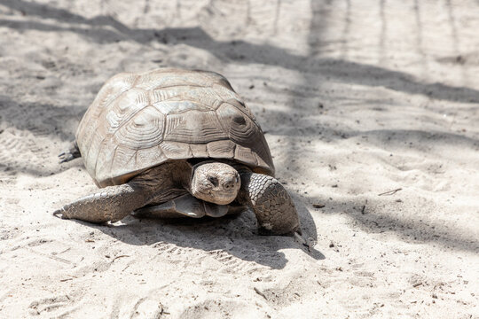 Gopher tortoise Gopherus polyphemus at the beach