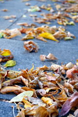 OTO&Ntilde;O HOJAS DE OTO&Ntilde;O EN LA CIUDAD