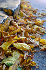 OTOÑO HOJAS DE OTOÑO EN LA CIUDAD