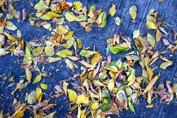 OTOÑO HOJAS DE OTOÑO EN LA CIUDAD