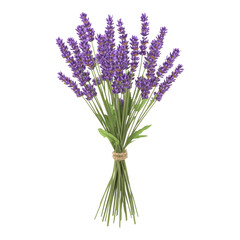 Fototapeta premium Fresh Lavender Bouquet with Green Stem and Leaves