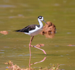 Obraz premium A Black-necked Stilt bird walking elegantly through a Riparian mudflats habitat at Gilbert Water Ranch in Arizona. Close up view.