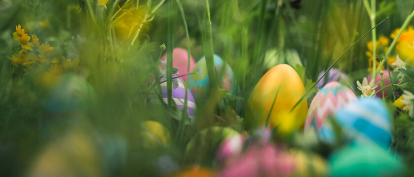 Colorful Easter eggs painted in vibrant colors hiding deep in a meadow of springtime flowers. Blooming wildflowers surrounding decorated Easter eggs hidden for Easter egg hunt tradition.