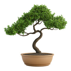 Elegant Bonsai Tree in Ceramic Pot with Rich Foliage