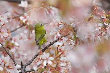 桜の密を吸うメジロ