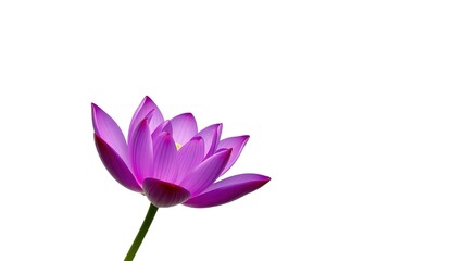 Fototapeta premium Majestic Purple Lotus Bloom, Elegant Design Element
