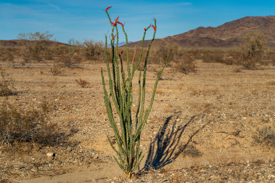 Sonoran desert ocotillo  flowering in spring