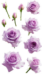Lavender Roses: Stunning Images of Beautiful Blooms in Different Stages of Growth - Floral Photography for Garden Enthusiasts Transparent png graphic resource