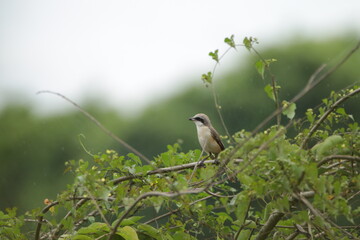 Sri Lankan Birds in the Wild. 