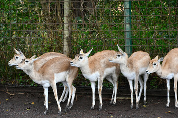 ブラックバック　Blackbuck