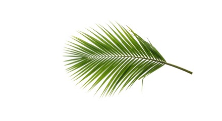 palm tree leaf